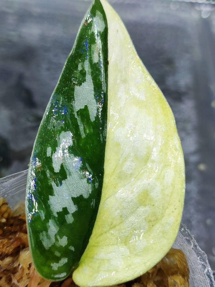 Amazon.co.jp: スキンダプサス ピクタス マハリカ 斑入り